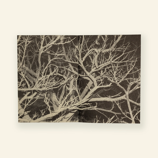 Trees at Night: A Collection of Poems